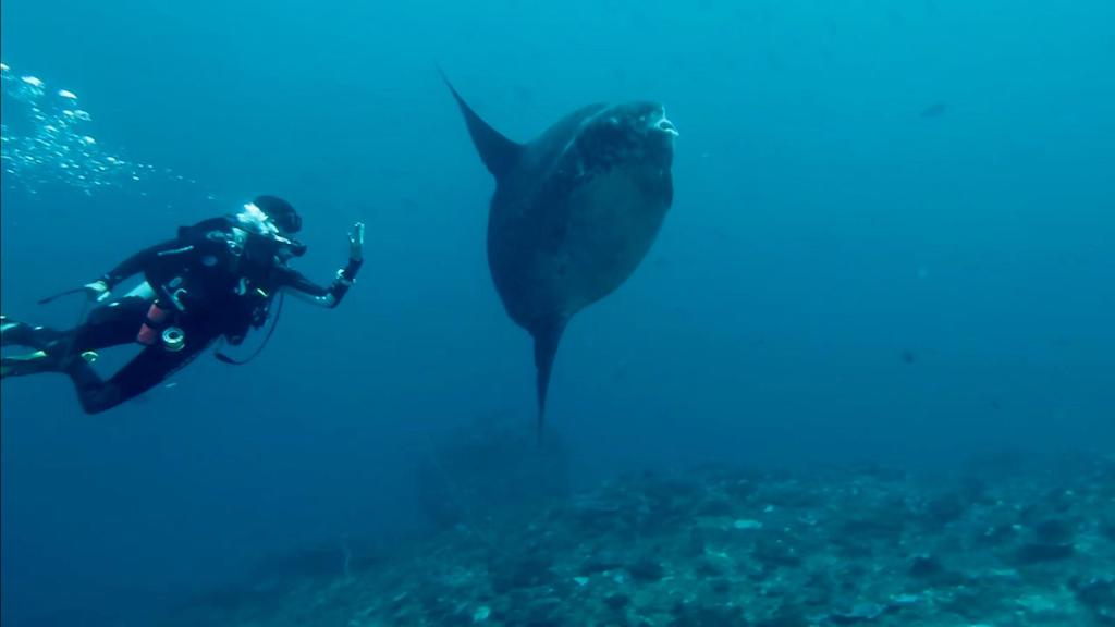 Mola Mola en plongée à Nusa Penida Bali